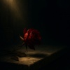 Rose of Shade