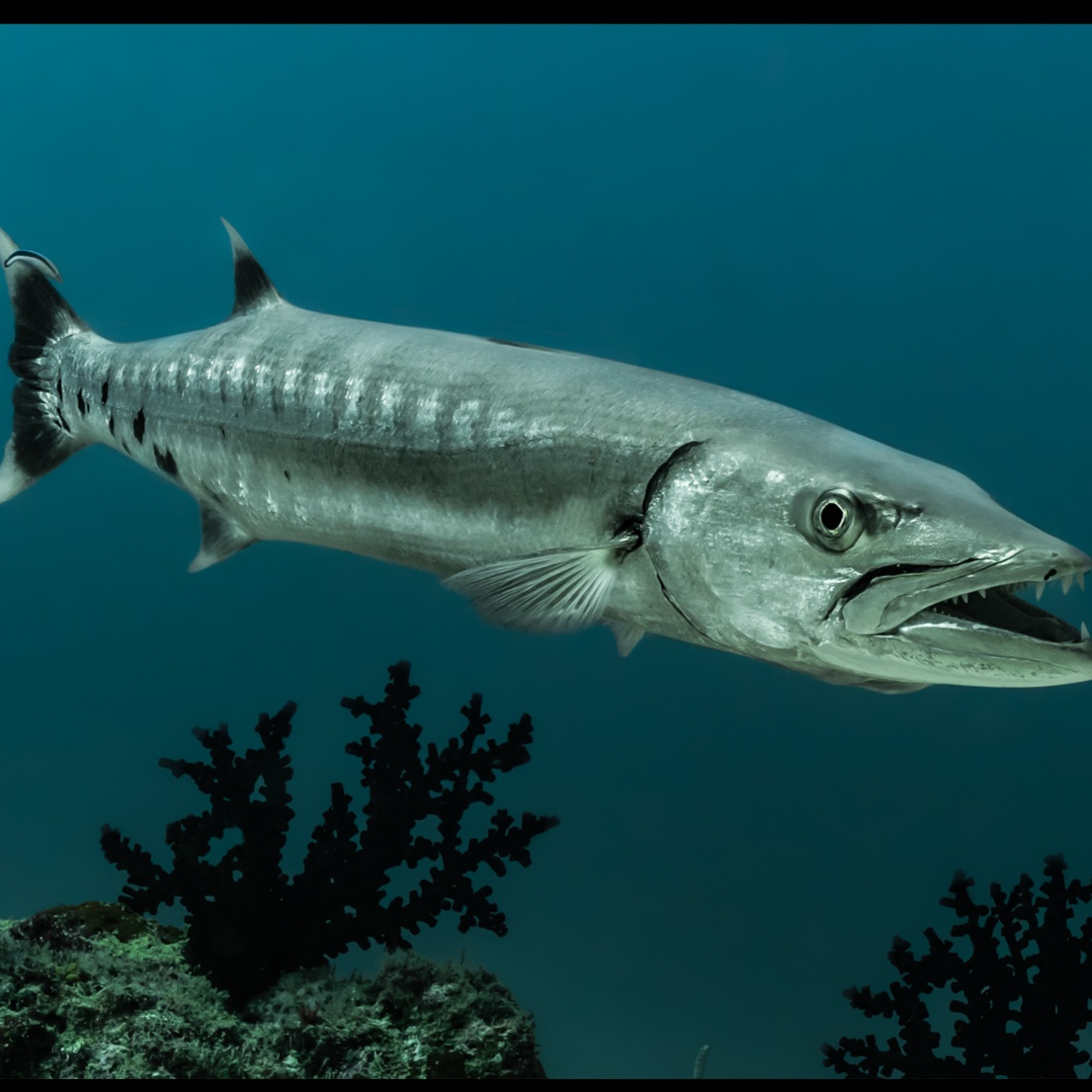 Barracuda artwork
