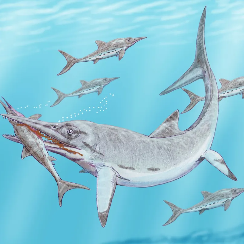 Paleo-raps: Blue Lias (revised)
