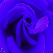 bluerose9062