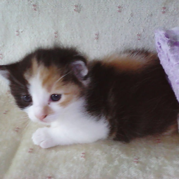 Profile picture for Queen Bibi