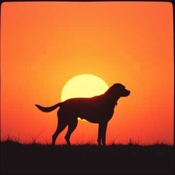 Image for Doggy Music