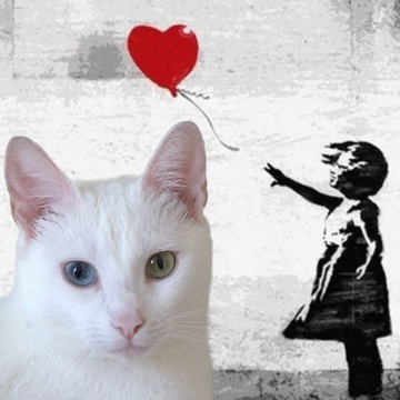 Image for The cat's song