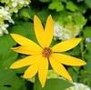 De Tuin van Eden