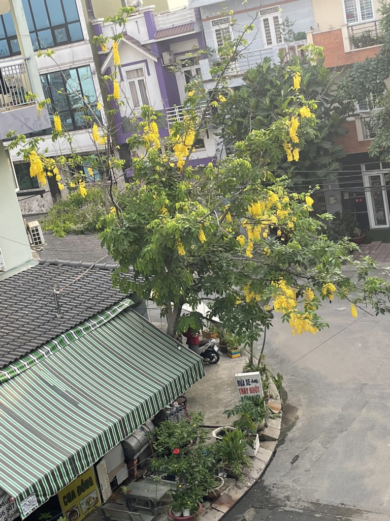 TÌNH THU và CON SÁO NHỎ - Phạm Thị Minh Hưng. artwork
