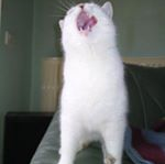 Profile picture for sAi-B-Inu