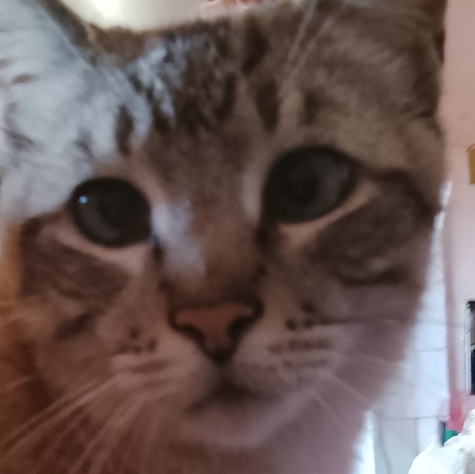 Image for Diesel the cat