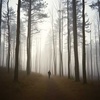 Cover image for The Lost and Forgotten