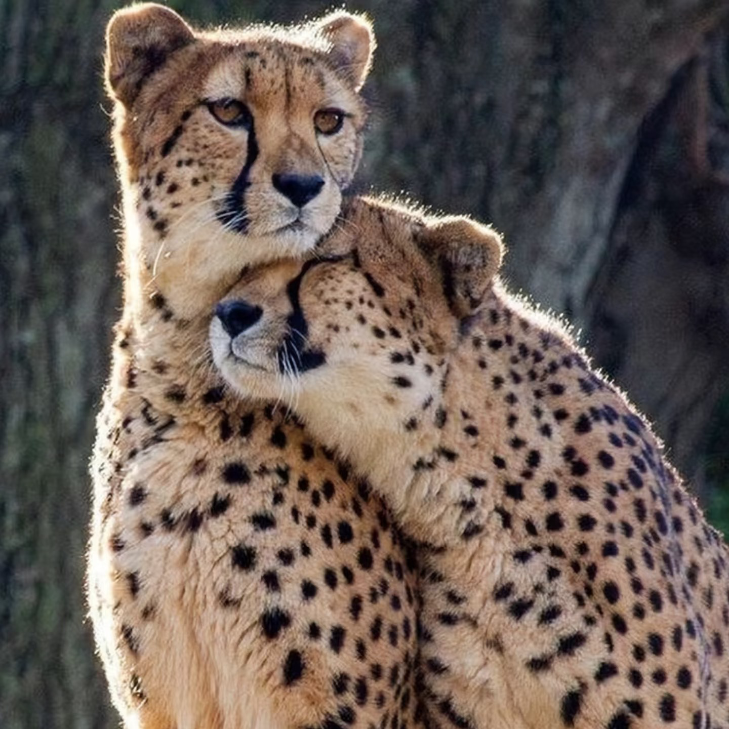 Voice image for Trap女孩