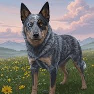 Blue Heeler Assassin (Lily's Law) ©️2026 artwork