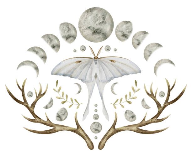 moth and the moon.mp3 artwork