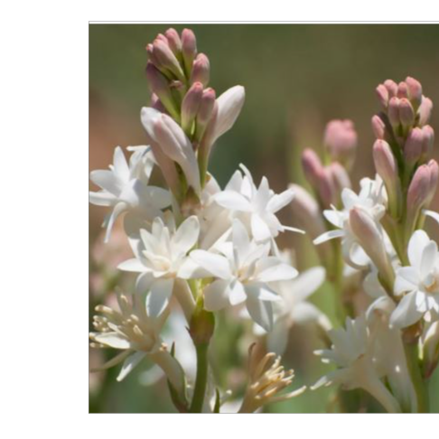 Tuberose artwork