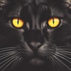 Cover image for Purrcival The Cat