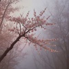 Cover image for 如夢一場