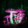 Psilocybin vibes