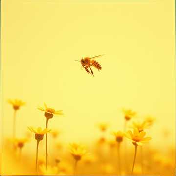 Catch More Bees With Honey