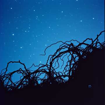 Forever Yours in Chaos