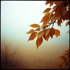 Cover image for Я люблю тебя дождями - Ирина Самарина (Cover)