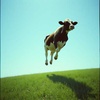 Cover image for Adventurous Cow (Cover)