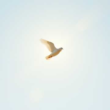 image for I AM Free (15)