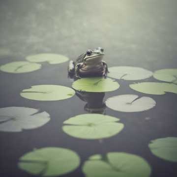 Image for Irishfolk