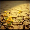 Gold In The Dirt