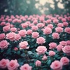 ROSE PATCH 🌹