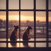 Cover image for Not just a pet