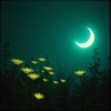 Cover image for Let's come back to Paradise
lyrics:M.Zarea(....بیایید برگردیم به بهشت...)