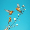 Cover image for Cheerfull agile little birds