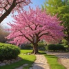 Sakura em Flor