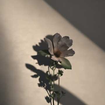 Image for Feelings