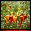 Peppers Joy