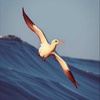 Gannet