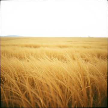 image for Echoes of the Front (4)