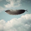 Cover image for Birth of the feather