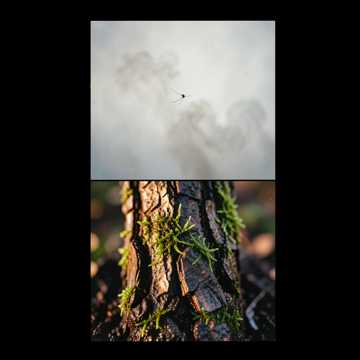 TreeWalker