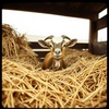 Two Old Goats Real Estate