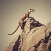Be like a weasel