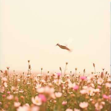 image for I AM Free (10)