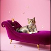 Don’t Keep a Kitten Waiting