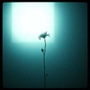 Cover image for Can’t Find the Colors