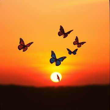 Butterlfy in the sky