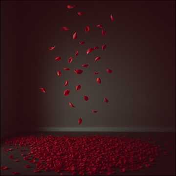 桜、散る ( 樱花，凋零)