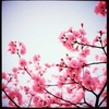 Sakura Static