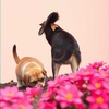 That Dog Next Door