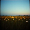 Country Summer Nights