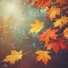 Harapan di November