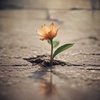 gentle transformation