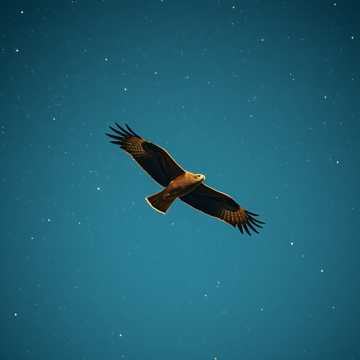 Backed by the Universe